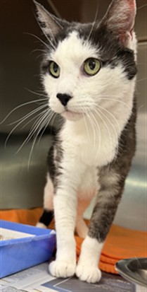 Shelter Stray Female Cat last seen , 11361 W Pico Blvd, Los Angeles, CA 90064, USA