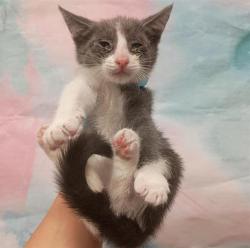 Shelter Stray Male Cat last seen WEST STOCKTON BLVD / MICHENER DR, 9150 Union Park Way, Elk Grove, CA 95624, USA