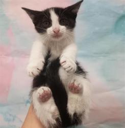 Shelter Stray Male Cat last seen WEST STOCKTON BLVD / MICHENER DR, 9150 Union Park Way, Elk Grove, CA 95624, USA