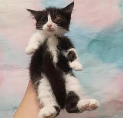 Shelter Stray Female Cat last seen WEST STOCKTON BLVD / MICHENER DR, 9150 Union Park Way, Elk Grove, CA 95624, USA