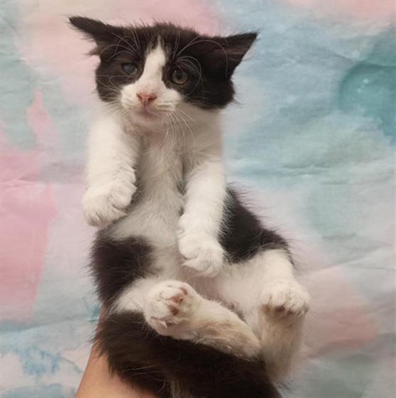 Shelter Stray Male Cat last seen WEST STOCKTON BLVD / MICHENER DR, 9150 Union Park Way, Elk Grove, CA 95624, USA