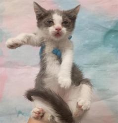 Shelter Stray Female Cat last seen WEST STOCKTON BLVD / MICHENER DR, 9150 Union Park Way, Elk Grove, CA 95624, USA