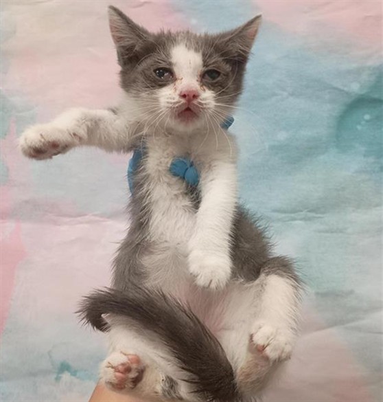 Shelter Stray Female Cat last seen WEST STOCKTON BLVD / MICHENER DR, 9150 Union Park Way, Elk Grove, CA 95624, USA