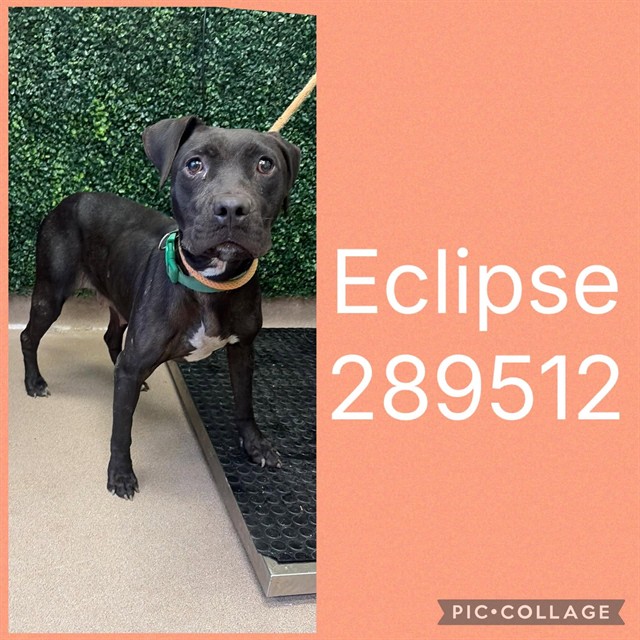 Shelter Stray Female Dog last seen FORT HILL ST, 4214 Fulton Mill Rd, Macon, GA 31216, USA