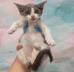 Shelter Stray Female Cat last seen WEST STOCKTON BLVD / MICHENER DR, 9150 Union Park Way, Elk Grove, CA 95624, USA