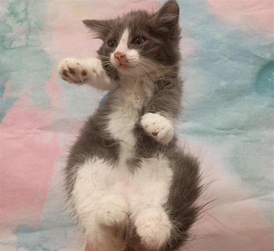Shelter Stray Female Cat last seen WEST STOCKTON BLVD / MICHENER DR, 9150 Union Park Way, Elk Grove, CA 95624, USA