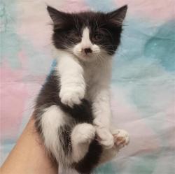 Shelter Stray Female Cat last seen WEST STOCKTON BLVD / MICHENER DR, 9150 Union Park Way, Elk Grove, CA 95624, USA
