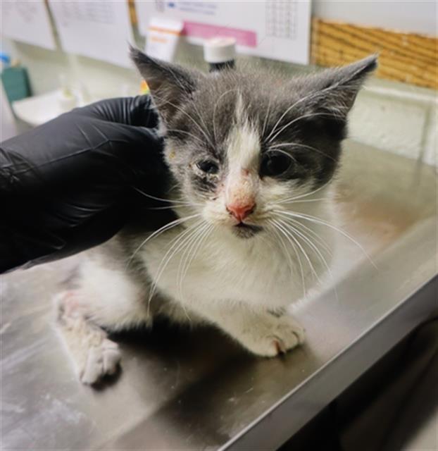 Shelter Stray Male Cat last seen Near BLOCK PARKWOOD DR, 127 Humane Ln, Columbia, SC 29201, USA