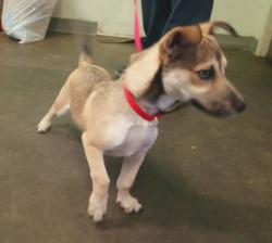 Shelter Stray Male Dog last seen , 957 N Gaffey St, San Pedro, CA 90731, USA