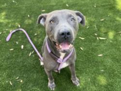 Shelter Stray Female Dog last seen , West Valley Animal Shelter, 20655 Plummer St, Chatsworth, CA 91311, USA