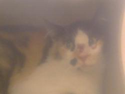 Shelter Stray Female Cat last seen FLORIN RD/SUNRISE BLVD, 95830, 3839 Bradshaw Rd, Sacramento, CA 95827, USA
