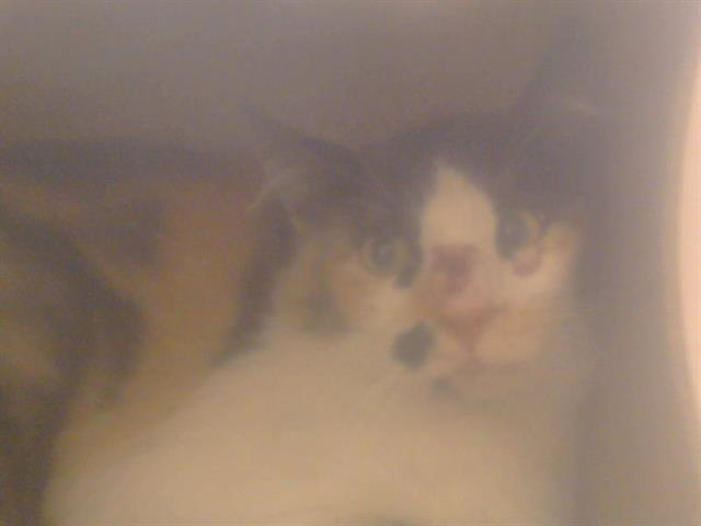 Shelter Stray Female Cat last seen FLORIN RD/SUNRISE BLVD, 95830, 3839 Bradshaw Rd, Sacramento, CA 95827, USA