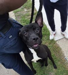 Shelter Stray Male Dog last seen Near BLOCK SANTA MARIA ST, DETROIT, MI 48221, 7401 Chrysler Dr, Detroit, MI 48211, USA