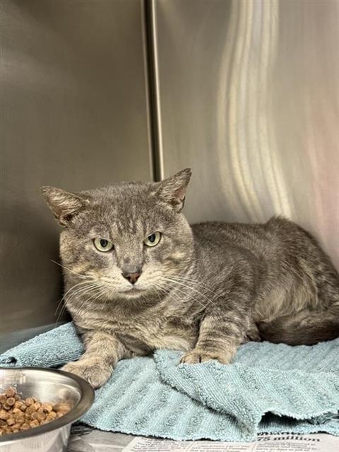 Shelter Stray Male Cat last seen LOMBRANO, 4710 TX-151, San Antonio, TX 78227, USA