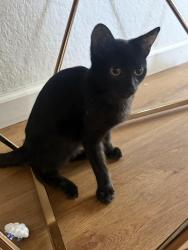 Found/Stray Female Cat last seen Lagrima street , La Paz and Felipe, Mission Viejo, CA 92692