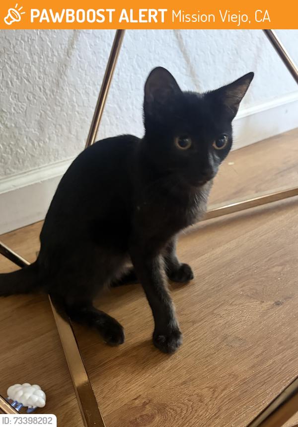 Found/Stray Female Cat last seen Lagrima street , La Paz and Felipe, Mission Viejo, CA 92692