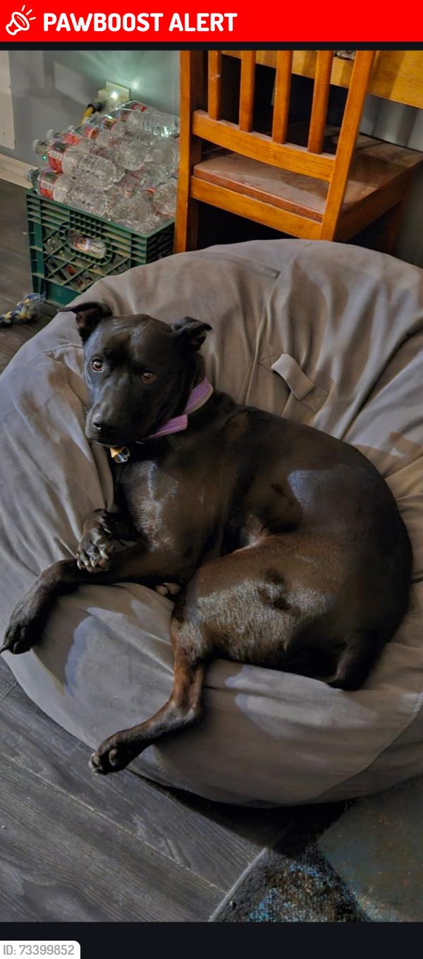 Lost Female Dog last seen Mountain view & Southern Ave 85119, Apache Junction, AZ 85119
