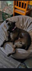 Lost Female Dog last seen Mountain view & Southern Ave 85119, Apache Junction, AZ 85119