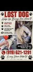 Lost Male Dog last seen Peacock lane kenly, Johnston County, NC 27542