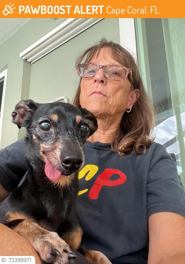 Found/Stray Female Dog last seen Santa Barbara, Cape Coral, FL 33991