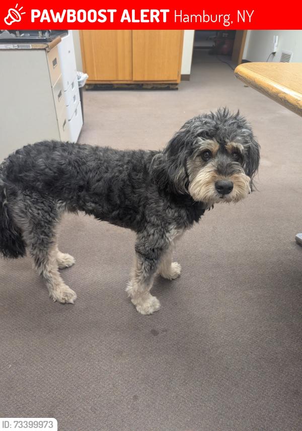 Lost Male Dog last seen Millcreek, Hamburg, NY 14075