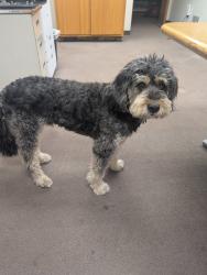Lost Male Dog last seen Millcreek, Hamburg, NY 14075