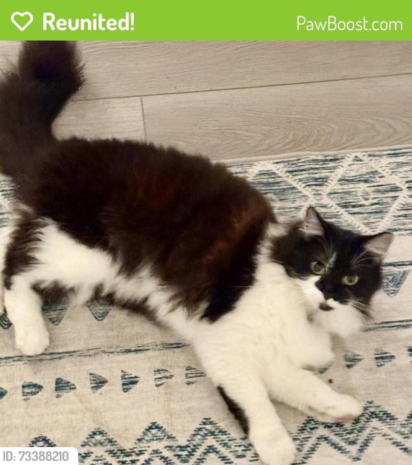 Reunited Female Cat last seen De Soto, Gould way, Crawford, Rancho Cordova, CA 95827