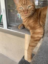 Reunited Male Cat last seen Canterbury lake blvd, Tampa, FL 33619