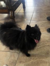 Found/Stray Female Dog last seen Mendez Bakery, Tucson, AZ 85713