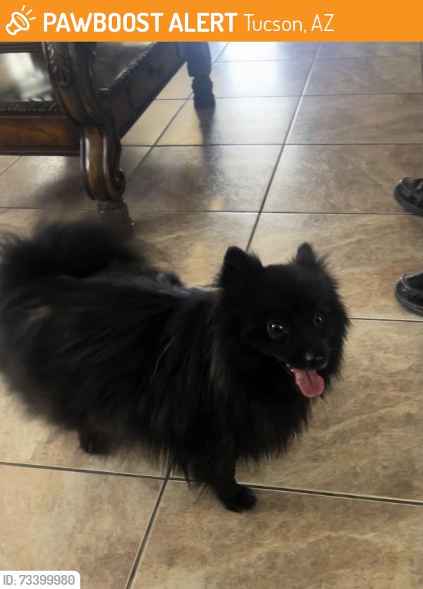 Found/Stray Female Dog last seen Mendez Bakery, Tucson, AZ 85713