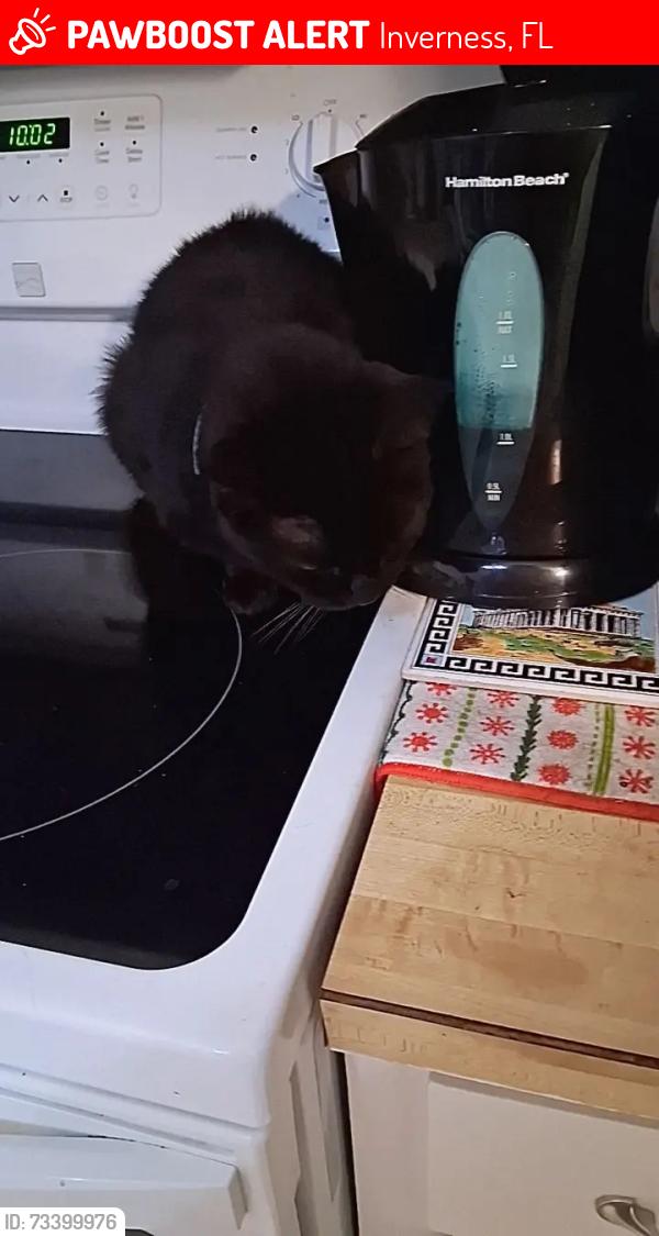 Lost Female Cat last seen 3552s.oakdale Inverness Florida, Inverness, FL 34452
