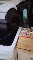 Lost Female Cat last seen 3552s.oakdale Inverness Florida, Inverness, FL 34452