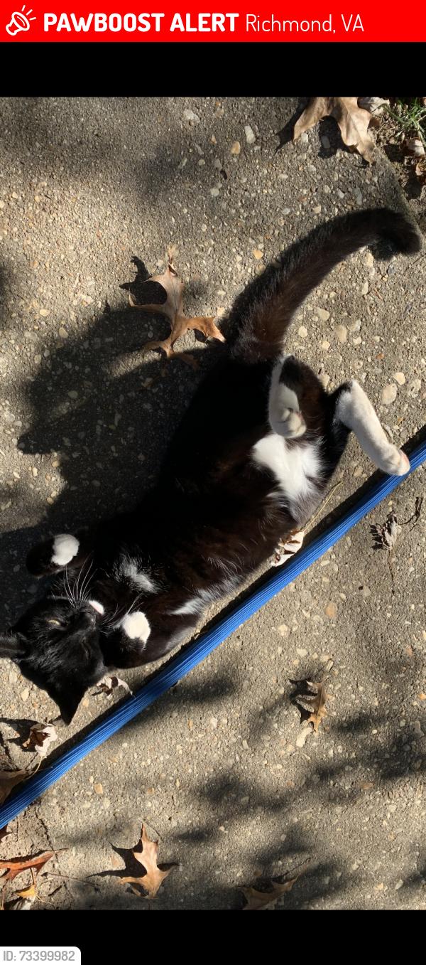 Lost Female Cat last seen Austin Ave Richmond va, Richmond, VA 23222