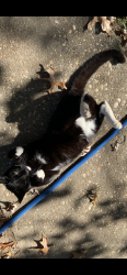 Lost Female Cat last seen Austin Ave Richmond va, Richmond, VA 23222