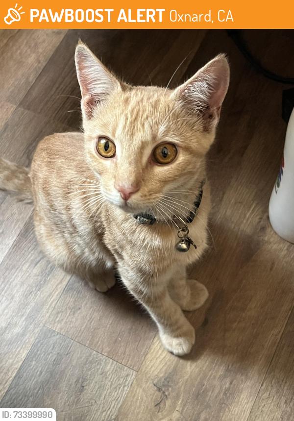 Found/Stray Unknown Cat last seen 7-11, Oxnard, CA 93030