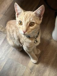 Found/Stray Unknown Cat last seen 7-11, Oxnard, CA 93030