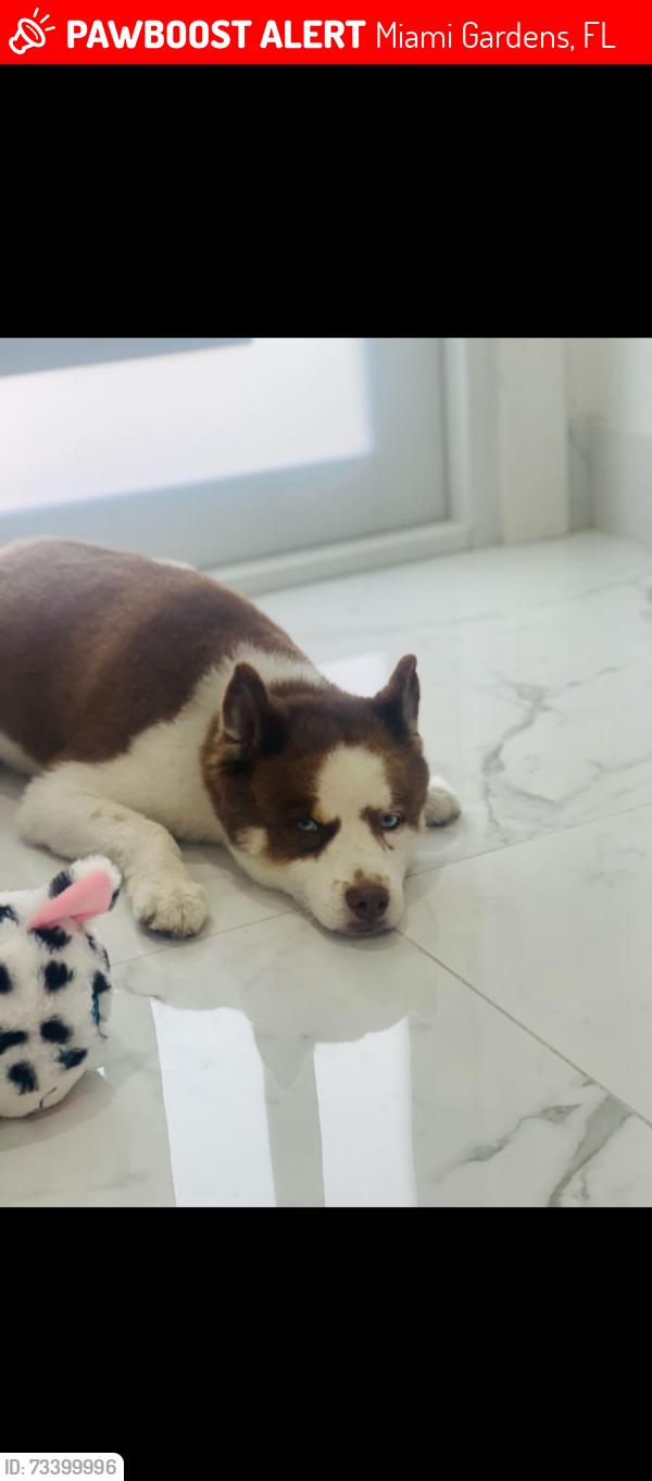 Lost Male Dog last seen Near ave 184 st Miami gardens, Miami Gardens, FL 33056