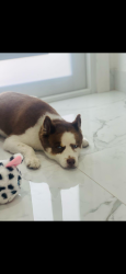 Lost Male Dog last seen Near ave 184 st Miami gardens, Miami Gardens, FL 33056