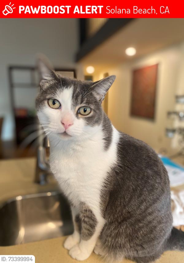 Lost Male Cat last seen East Solana Beach near Executive Golf Course, Solana Beach, CA 92075