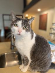 Lost Male Cat last seen East Solana Beach near Executive Golf Course, Solana Beach, CA 92075