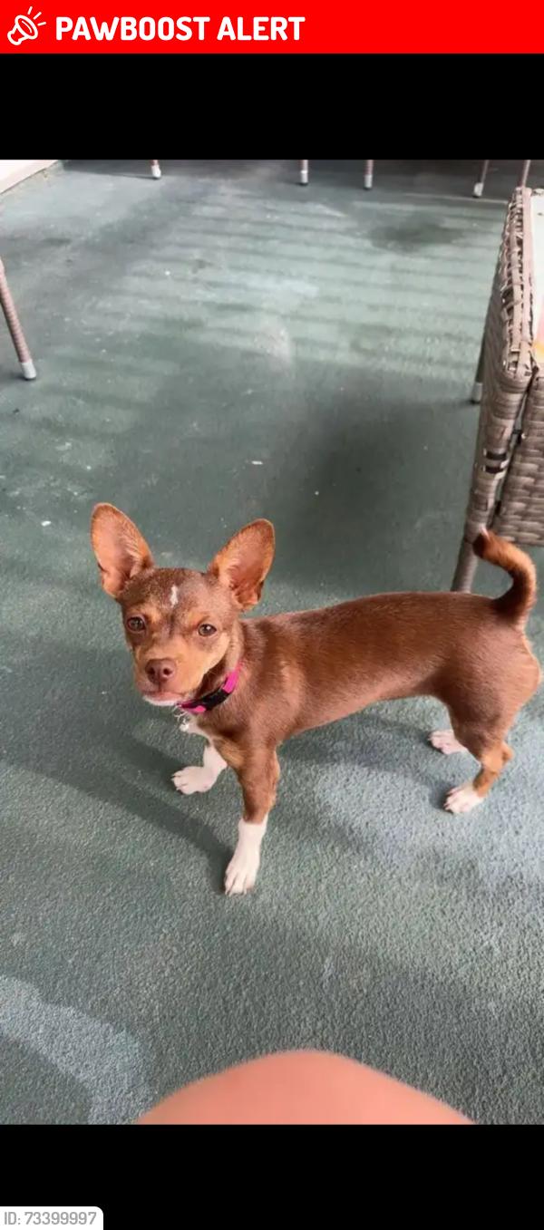 Lost Female Dog last seen Tipperton Hill Road, Buncombe County, NC 28701