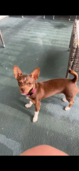 Lost Female Dog last seen Tipperton Hill Road, Buncombe County, NC 28701