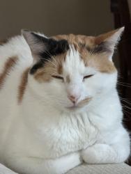 Reunited Female Cat last seen Frankford Rd & Roehampton, Dallas, TX 75252