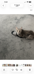 Reunited Female Cat last seen Wd180lx near Watford hosp, Watford, England 