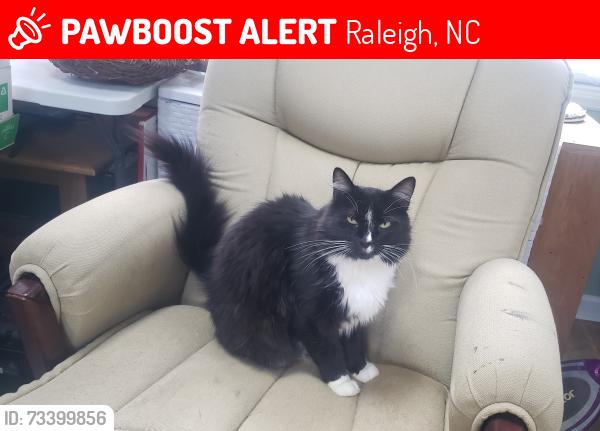 Lost Male Cat last seen Cobble Court and Iron Horse Road, Raleigh, NC 27616
