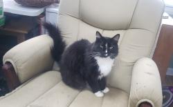Lost Male Cat last seen Cobble Court and Iron Horse Road, Raleigh, NC 27616