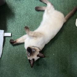 Found/Stray Male Cat last seen Near W 4 st Long Beach, Long Beach, CA 90802