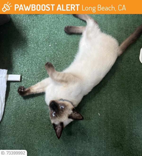 Found/Stray Male Cat last seen Near W 4 st Long Beach, Long Beach, CA 90802