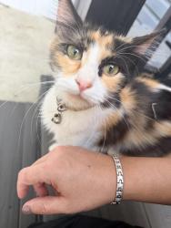 Reunited Female Cat last seen Tyson Ave, Philadelphia, PA 19111