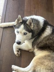 Found/Stray Female Dog last seen Diamond road, Victorville, CA 92394